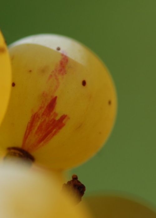 Farbmutation roter zu weissem Riesling ANT 1158